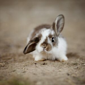 rabbits, ear, rabbit-4890861.jpg