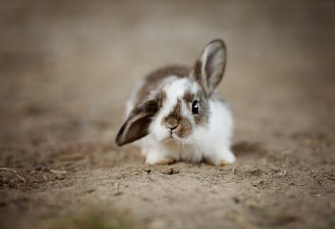 rabbits, ear, rabbit-4890861.jpg
