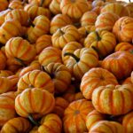 pumpkins, gourd, harvest, farm, agriculture, nature, food, halloween