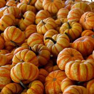 pumpkins, gourd, harvest, farm, agriculture, nature, food, halloween