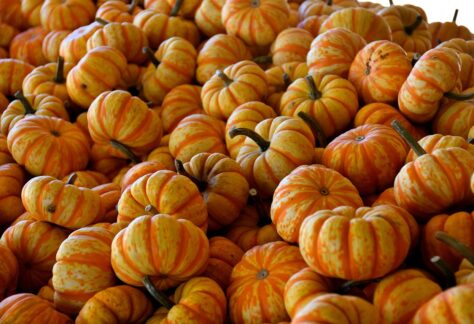 pumpkins, gourd, harvest, farm, agriculture, nature, food, halloween